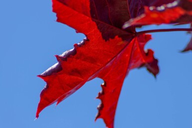 Acer platanoides 'Royal Red' haute-tige 10/12