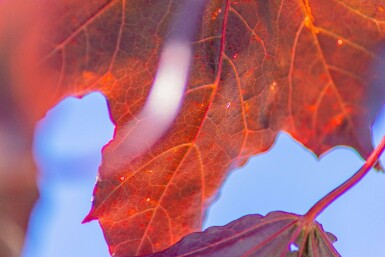 Acer platanoides 'Royal Red' haute-tige 10/12