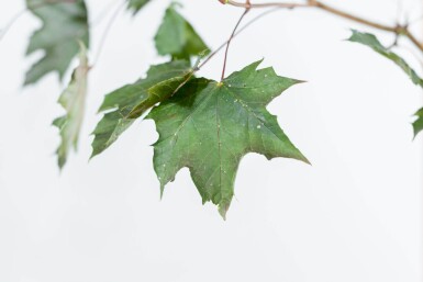 Acer platanoides 'Royal Red' haute-tige 10/12
