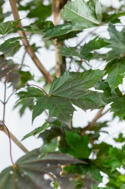 Acer platanoides 'Royal Red' haute-tige 10/12