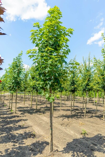 Acer pseudoplatanus haute-tige 10/12