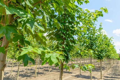 Acer pseudoplatanus haute-tige 10/12