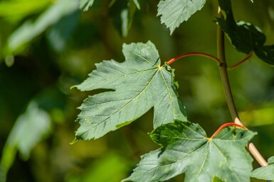 Acer pseudoplatanus haute-tige 10/12