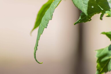 Acer pseudoplatanus haute-tige 10/12