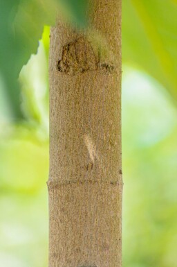 Acer pseudoplatanus haute-tige 10/12