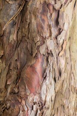 Acer pseudoplatanus haute-tige 10/12