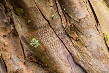 Acer pseudoplatanus baliveau