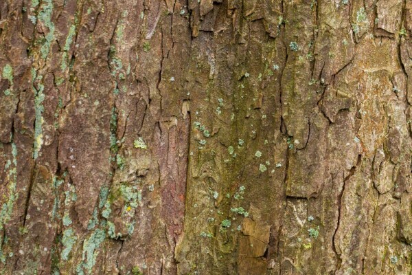Acer pseudoplatanus cépée