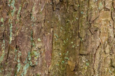 Acer pseudoplatanus cépée