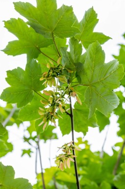 Acer pseudoplatanus cépée