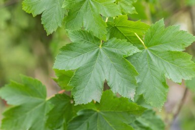 Acer pseudoplatanus cépée