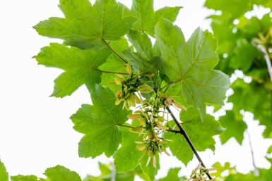 Acer pseudoplatanus cépée