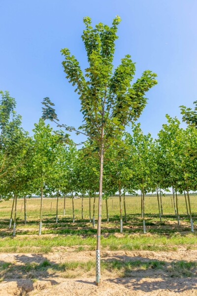 Acer pseudoplatanus 'Bruchem' haute-tige 14/16