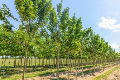 Acer pseudoplatanus 'Bruchem' haute-tige
