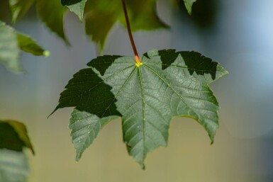 Acer pseudoplatanus 'Bruchem' haute-tige 14/16