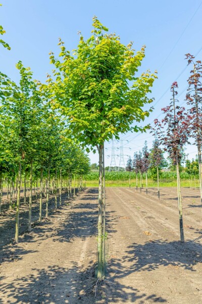 Acer rubrum haute-tige 10/12