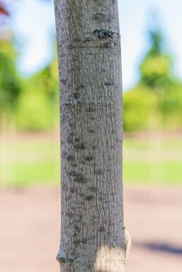 Acer rubrum haute-tige 10/12
