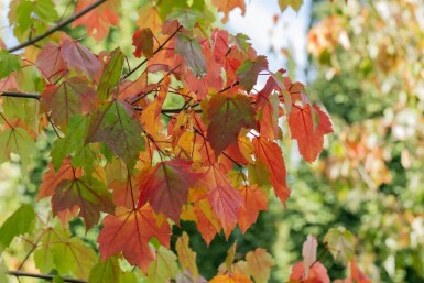 Acer rubrum haute-tige 10/12