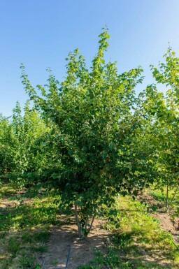 Acer rubrum cépée