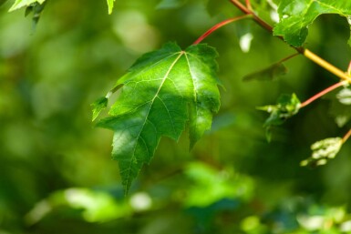 Acer rubrum cépée