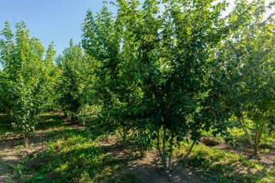 Acer rubrum cépée