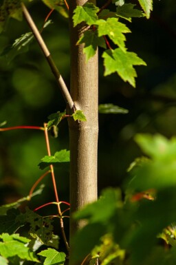Acer rubrum cépée