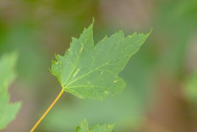 Acer rubrum cépée