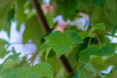 Acer rubrum cépée