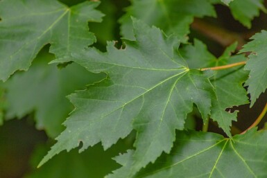 Acer rubrum cépée