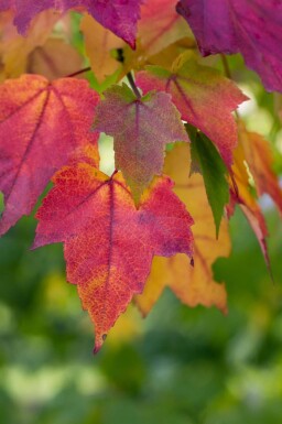 Acer rubrum cépée