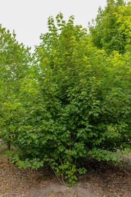 Acer rubrum cépée