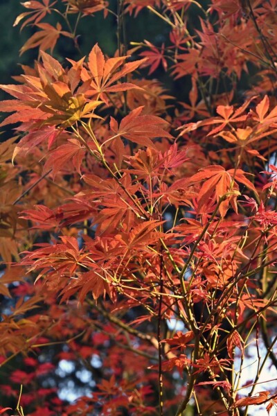Acer rubrum 'Autumn Flame' haute-tige 8/10
