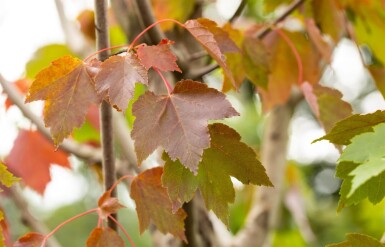 Acer rubrum 'October Glory' haute-tige 10/12