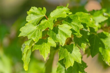 Acer rubrum 'October Glory' haute-tige 10/12