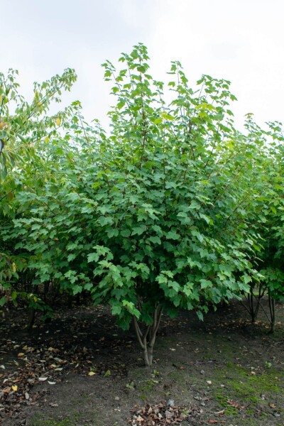 Acer rubrum 'October Glory' cépée 300-350
