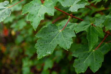 Acer rubrum 'October Glory' cépée