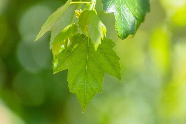 Acer rubrum 'Red Sunset' (= Acer rubrum 'Franksred')