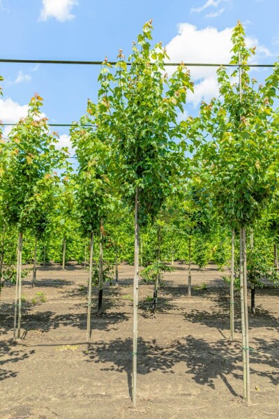 Acer rubrum 'Red Sunset' haute-tige 10/12