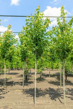 Acer rubrum 'Red Sunset' haute-tige