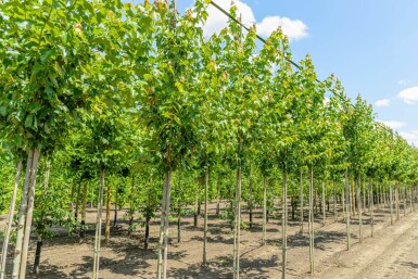Acer rubrum 'Red Sunset' haute-tige