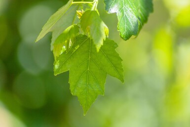 Acer rubrum 'Red Sunset' haute-tige 10/12