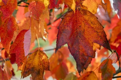Acer rubrum 'Red Sunset' haute-tige 10/12