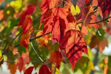 Acer rubrum 'Red Sunset' haute-tige 10/12