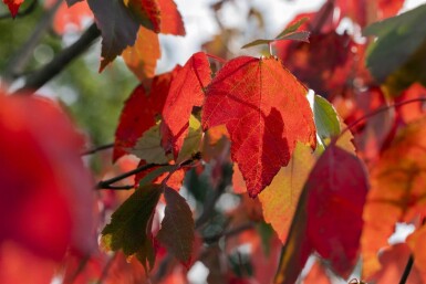 Acer rubrum 'Red Sunset' haute-tige 10/12