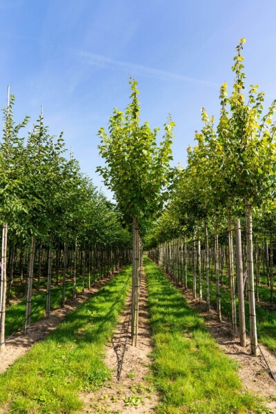 Acer rubrum 'Scanlon' haute-tige