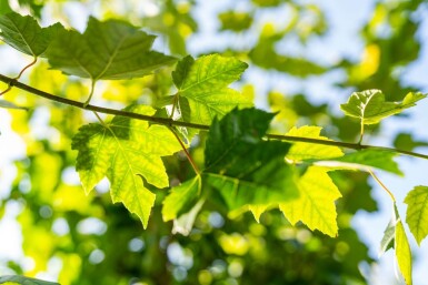 Acer rubrum 'Scanlon' haute-tige