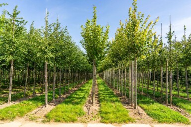 Acer rubrum 'Scanlon' haute-tige