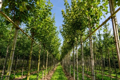 Acer rubrum 'Scanlon' haute-tige