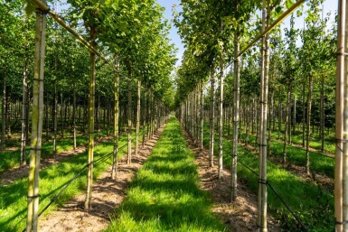 Acer rubrum 'Scanlon' haute-tige