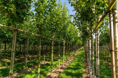 Acer rubrum 'Scanlon' haute-tige